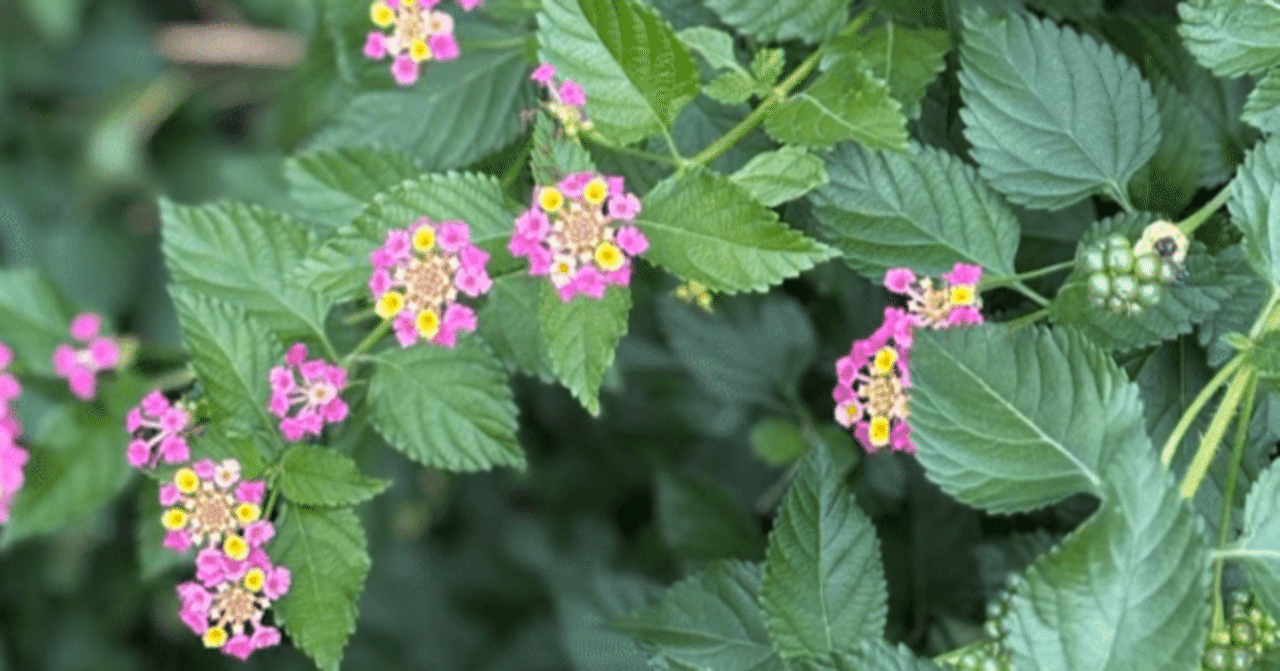 codeAchsh's tweet card. 嬉しいお知らせが届きました✨ 私の画像を使ってくださいました😊 とても嬉しく、励みになります♪ ありがとうございます💕 使っていただいた投稿を紹介させていただきます🌷 いつもありがとうございます♪ 今日は、家から一歩も外に出ませんでした。 こんな日があってもいいかな、と思います😊 明日もステキな時間をお過ごしください🍀 #嬉しいお知らせ #画像使用ありがとうございます #ランタナ...