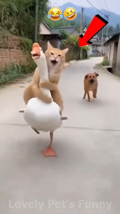 TheDOC2024's tweet card. “Funny Pets 2025 🤣🐾 | Craziest Moments Caught on Camera!”😁❤️#Sho...