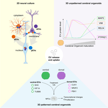 neuroliege's tweet card. Forero et al. highlight heterogeneity in the protein content of EVs secreted by neural cells and cerebral organoids. Their findings show that neural cells present different EV uptake mechanisms and...