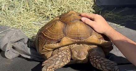 CdnPressNews's tweet card. VANCOUVER - With a name like Frank the Tank, you might think nothing could stop the 16-kilogram sulcata tortoise, but wandering alone on farmland near Richmond, B.C., certainly slowed him