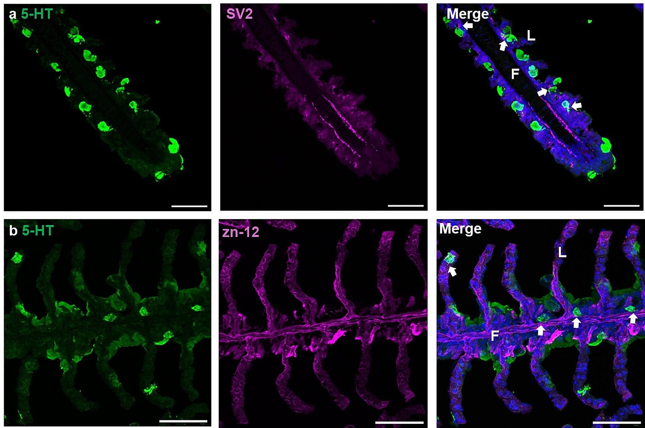 cosimaporteus's tweet card. Journal of Comparative Physiology B - Coastal marine environments are characterized by daily, seasonal and long-term changes in both O2 and CO2, driven by local biotic and abiotic factors. The...