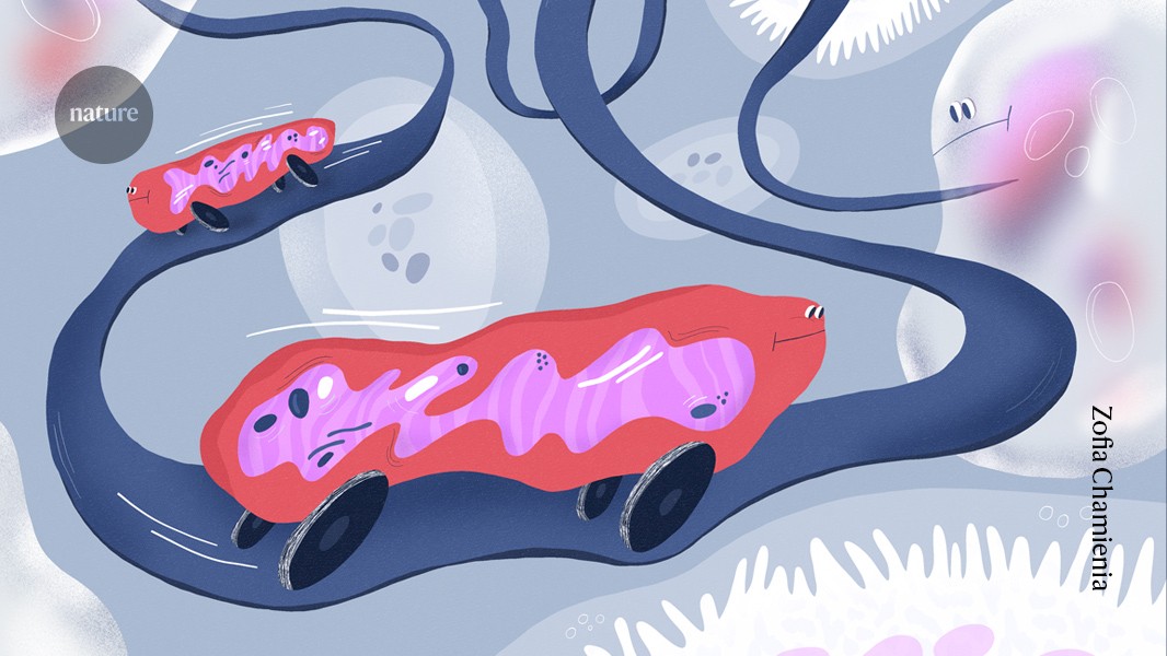 Nature's tweet card. Nature - Researchers are studying why the energy factories are moving between cells and whether the process can be harnessed to treat cancer and other diseases.