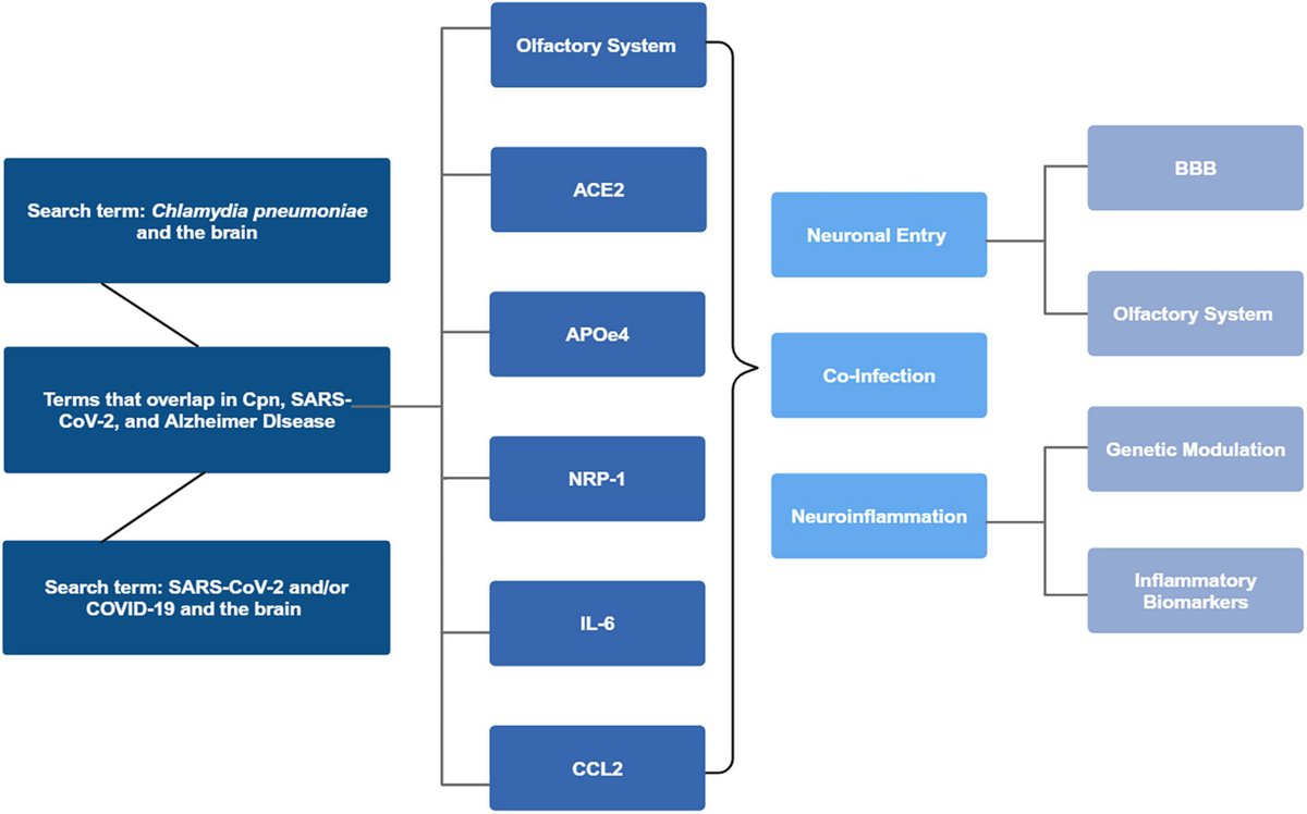 NikkiSchultek's tweet card. IntroductionAlzheimer’s disease (AD) is the most prevalent neurodegenerative disease in the world, but our understanding of causation is still lacking. A cur...