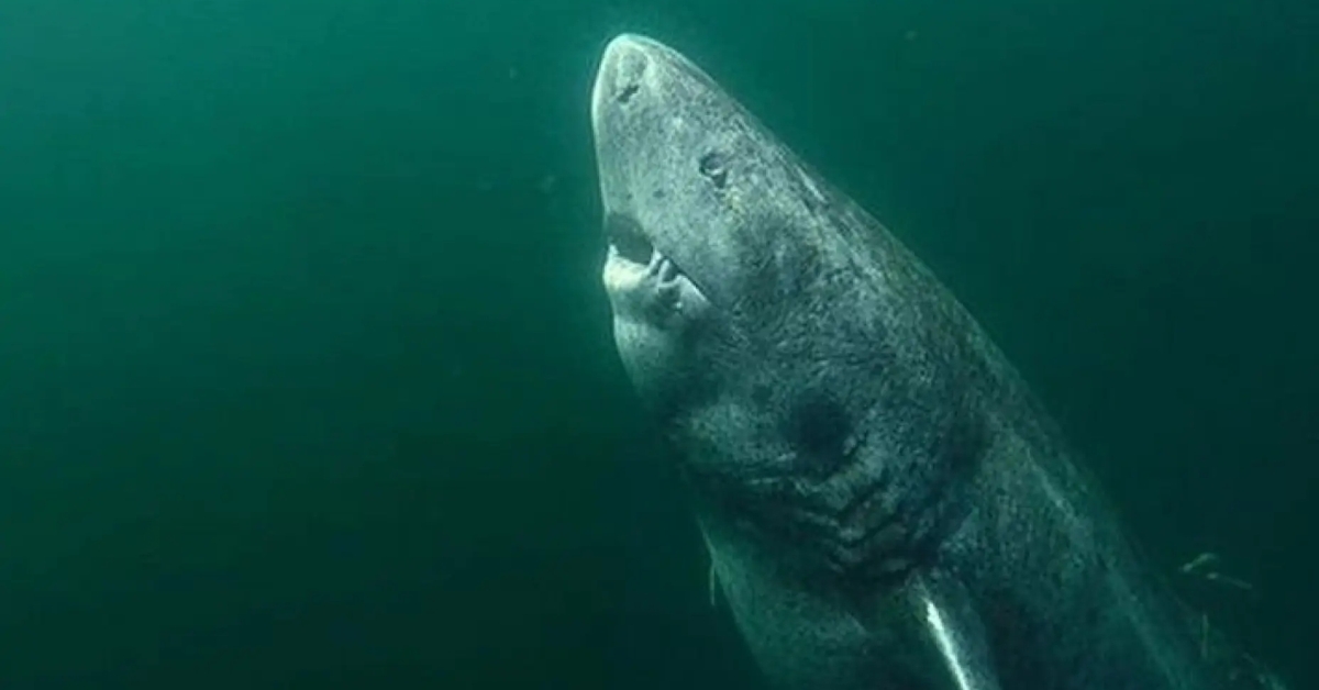 PHC_STL's tweet card. Some of these guys could live more than 500 years...