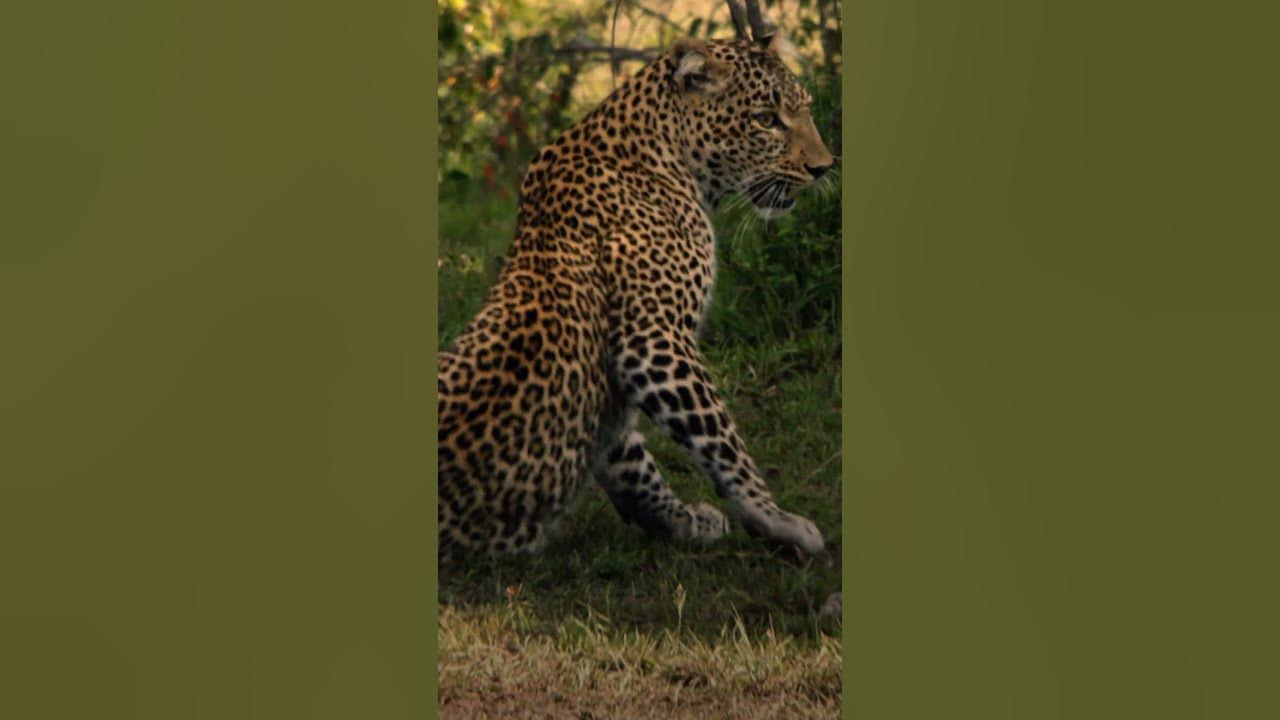 CCB_YouTube's tweet card. Playing isn't all fun and games when you're a leopard 🐆 #JadeEyedL...