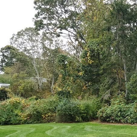 CapeCodTrees's tweet card. Cape Cod Tree and Landscape (@capecodtreeandlandscape) • Instagram photo