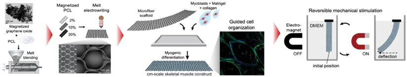 OuafaDahri's tweet card. Formation of skeletal muscle tissue requires mechanical stimulation and proper organization of cell components. Here, microfiber scaffolds are fabricated by melt electrowriting of a magnetized...