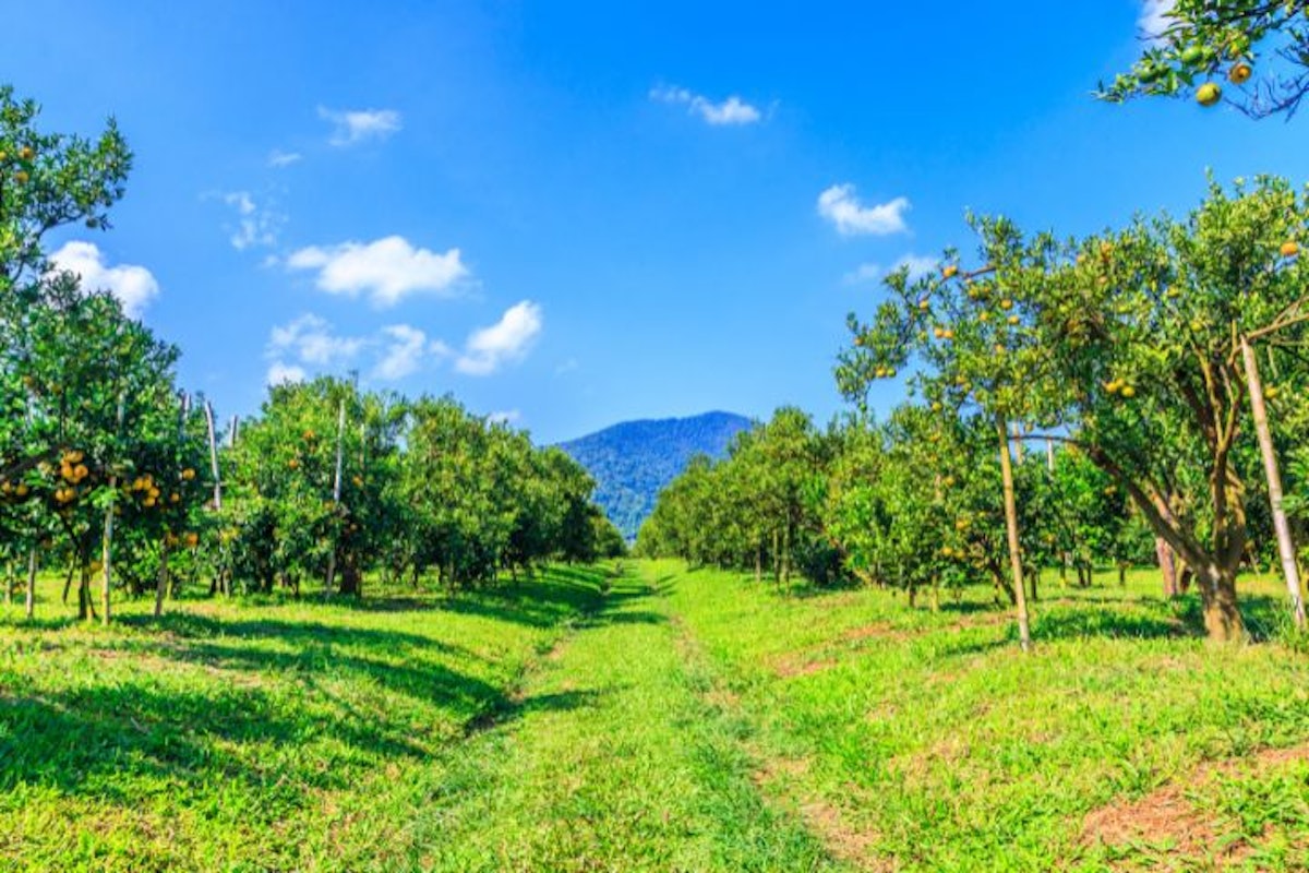 alesanchez1968's tweet card. El bosque estará conformado por árboles de cacao, café y naranjos, entre otras especies, que serán plantados por agricultores locales