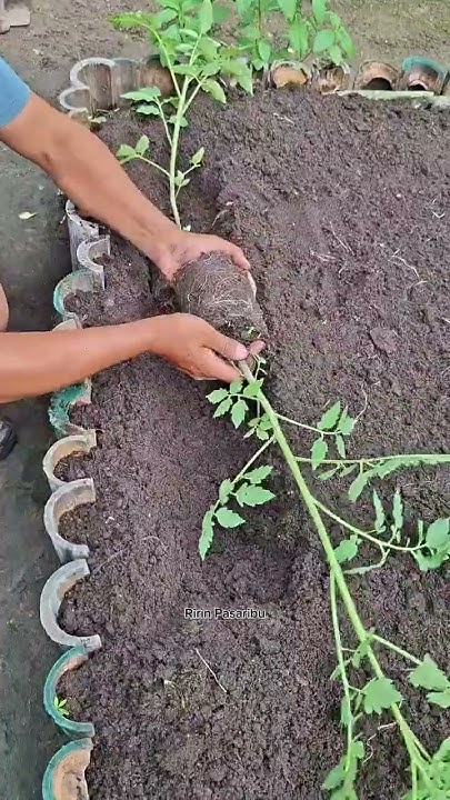 Jitendrakphc's tweet card. Tanam tomat di raised bed bambu dengan teknik rebahan #tanaman...