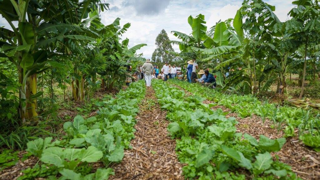 DigitAFproject's tweet card. What makes farming sustainable is a perfect understanding and implementation of practices that reduce the cost of inputs, maximize profits, and are ecologically beneficial. Every farmer’s goal is to...