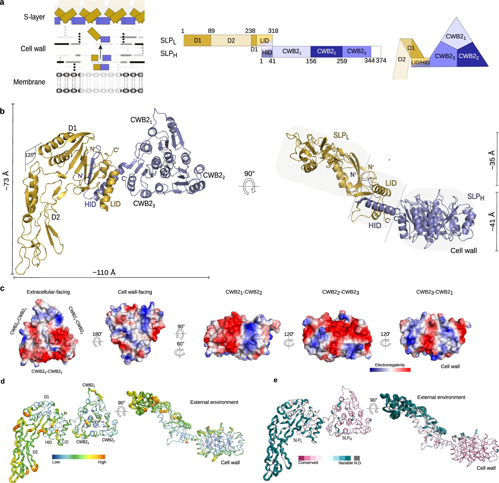 BugS_layers's tweet card. Nature Communications - The S-layer is a two-dimensional protein array that covers the cell surface of many bacteria and archaea. Here, the authors use high-resolution X-ray crystallography and...