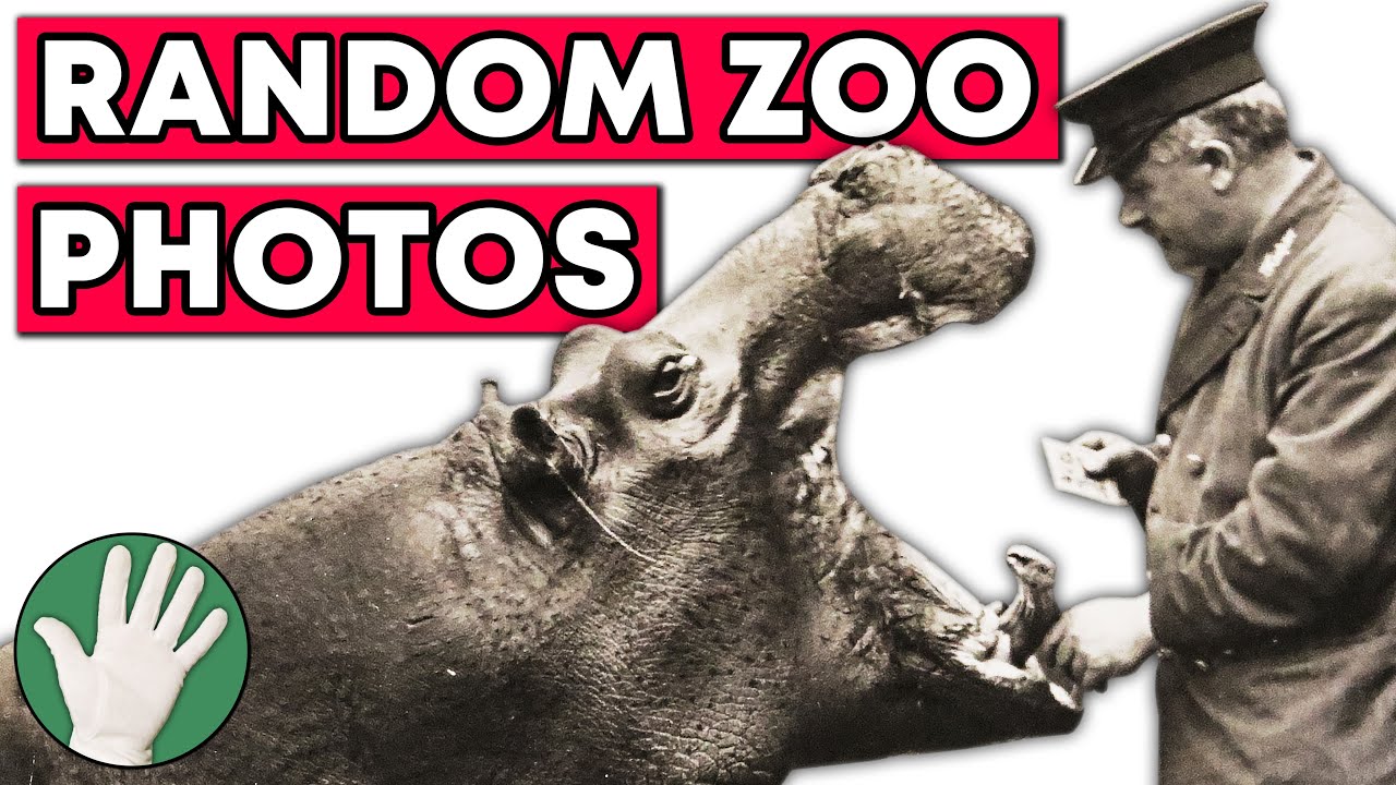 ZSLLibrary's tweet card. Random Zoo Photos - Objectivity 226
