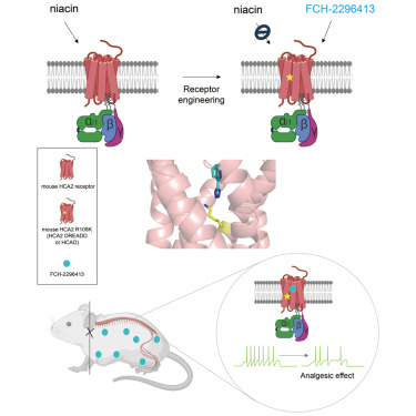 zenbrainest's tweet card. Kang et al. present HCAD, a peripherally restricted DREADD based on HCA2, with a chemical actuator that avoids crossing the blood-brain barrier and selectively reduces pain in mice. This system will...