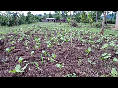 STARL1GHTFAMILY's tweet card. CROPS GROWING UP PRROGRESS AT STARLIGHT COMMUNITY SCHOOL GARDEN...