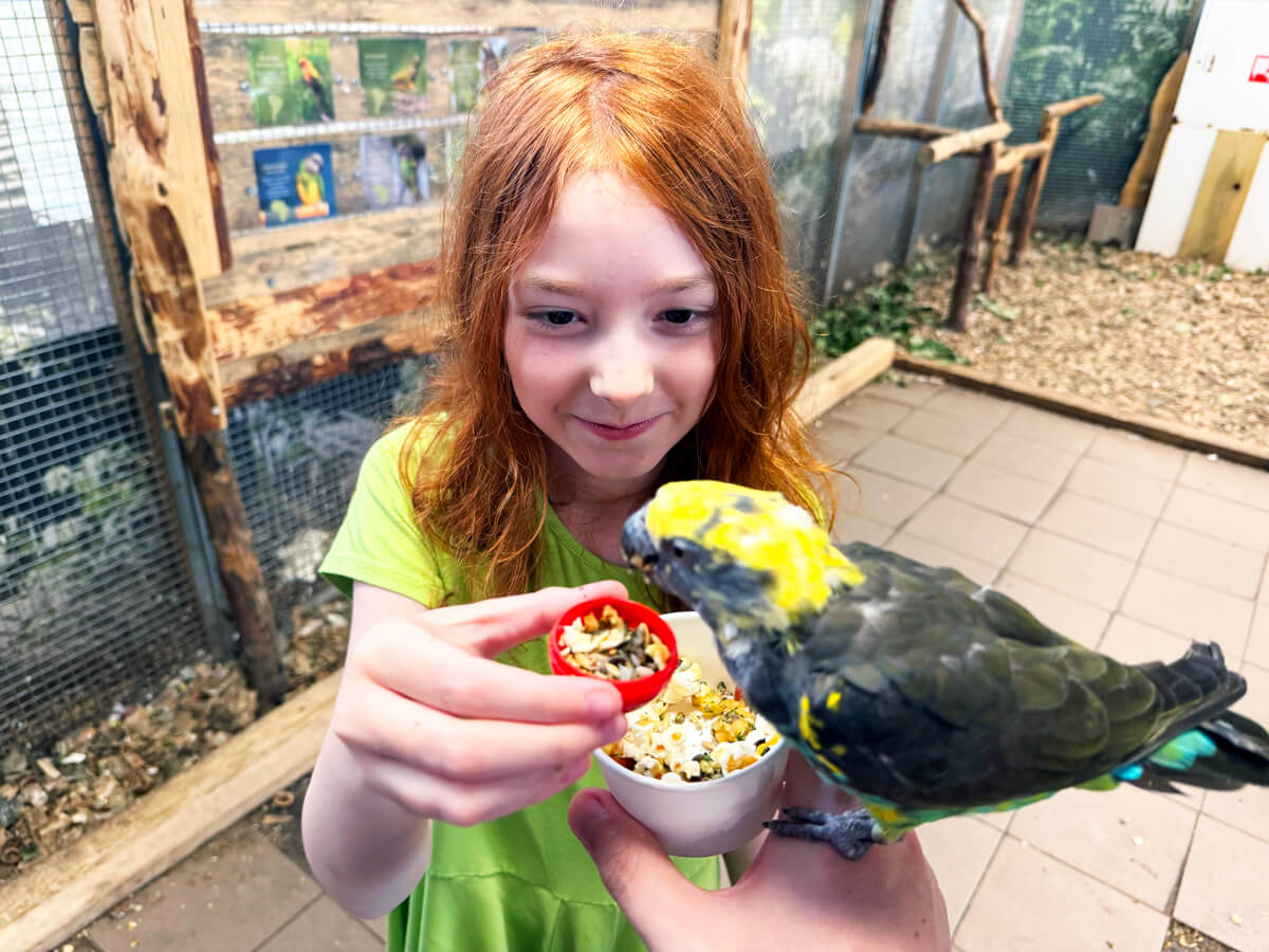 TataDeveloper's tweet card. Papugarnia Carmen - mini-zoo w środku Warszawy