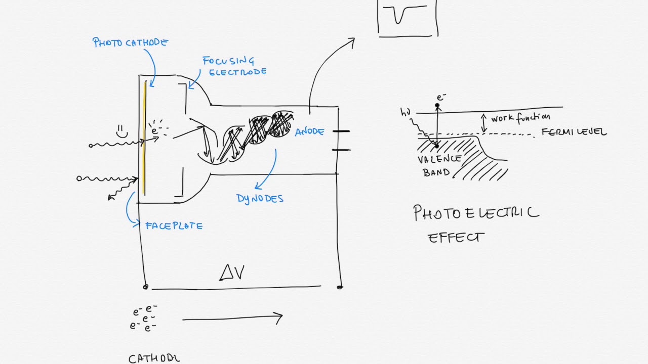 LallinaManenti's tweet card. How PMTs in XENON (and any other detector) work
