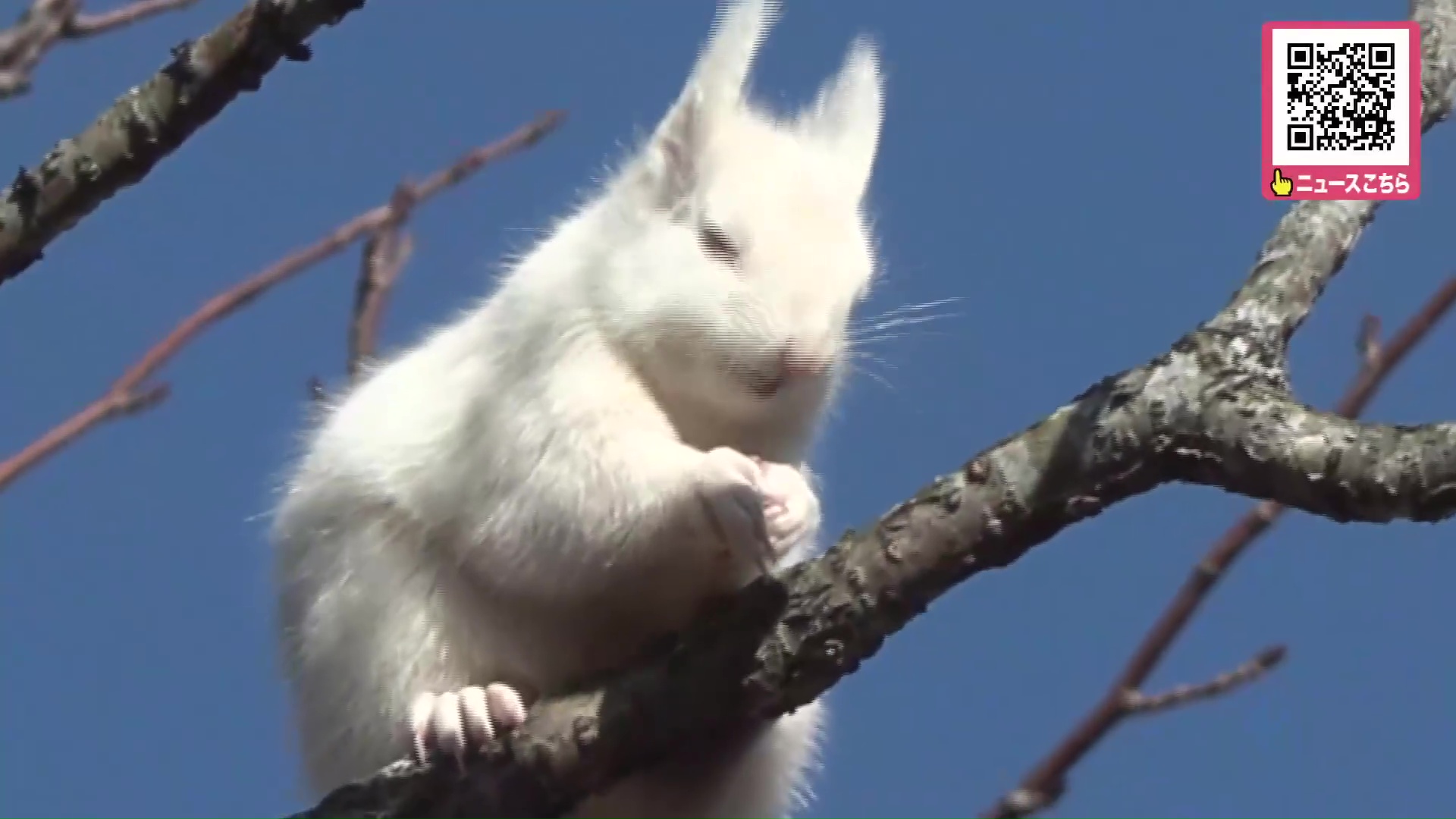 uhbnews_uhb's tweet card. 貴重な姿をカメラが捉えました。北海道根室市で白いエゾリスが見つかり、話題となっています。全身真っ白のエゾリス。根室市厚床地区で撮影…