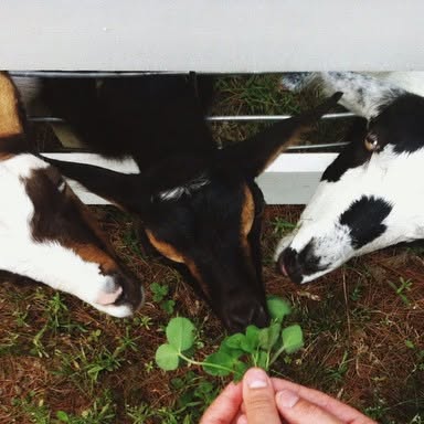 TandemTree's tweet card. Tandem Tree (@tandemtree) • Instagram photo