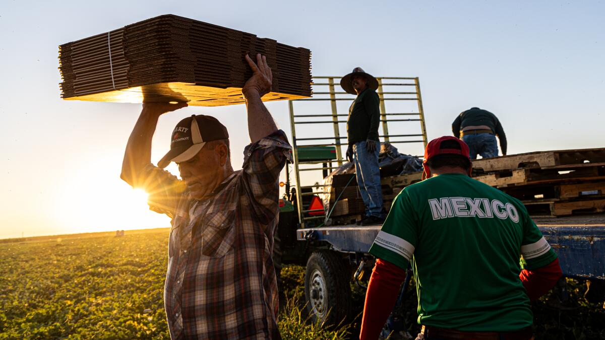 brittny_mejia's tweet card. Immigrant farmworkers toil, season after season, in jobs that most Americans wouldn't endure for a week. It's a rough life that takes a heavy toll.