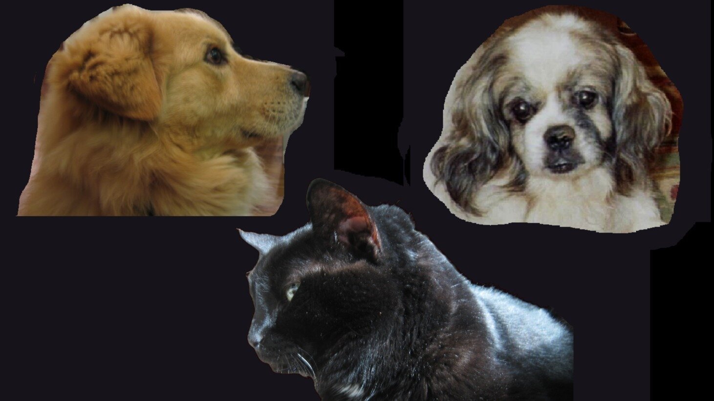 swiftlyariel13's tweet card. Turn every animal shelter into a no-kill shelter with humane and cost-effective solutions.