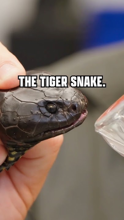 diva_ex_machina's tweet card. It's venom turns BLOOD INTO JELLY!