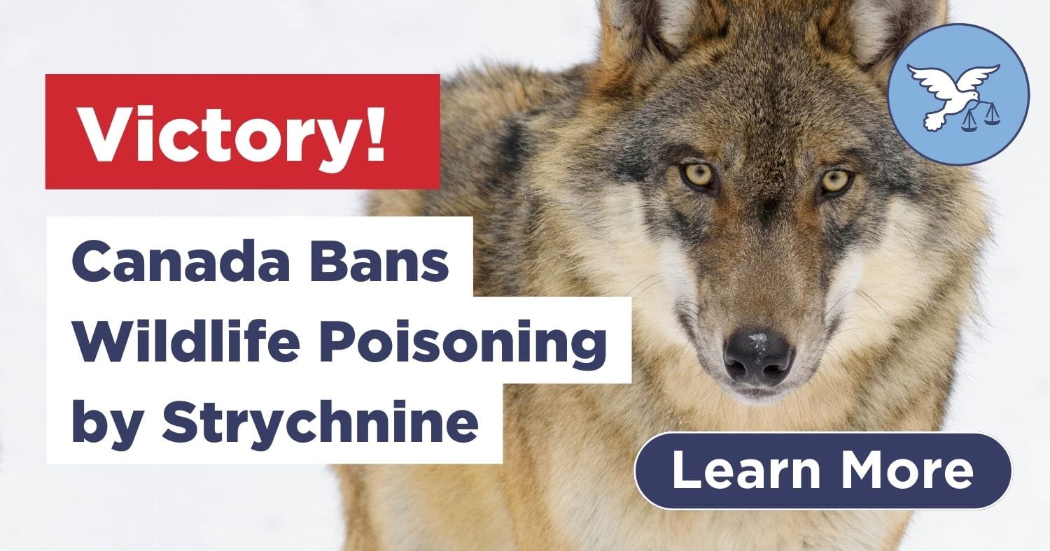 AnimalJustice's tweet card. A huge win for wildlife! The use of the poison strychnine to kill wild animals including wolves, coyotes, and black bears, has been outlawed.
