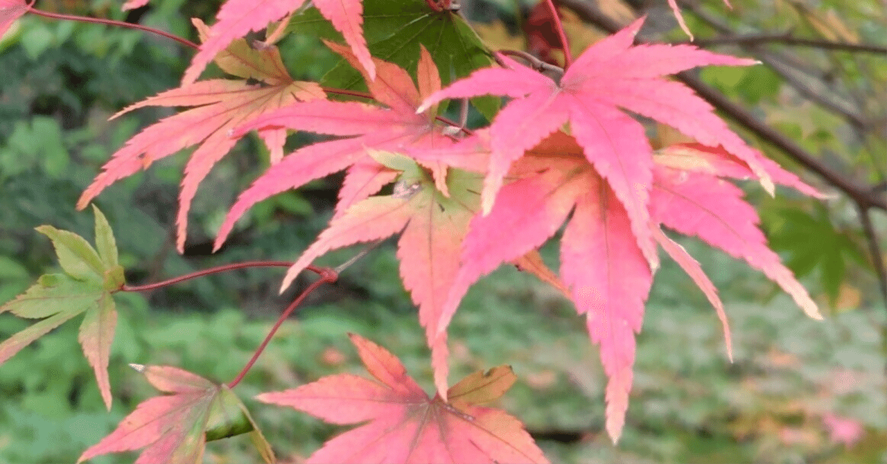 yokishimu's tweet card. 　牝馬のG1は、強い馬がそのまま強い……なんて年は実のところ少ない。体調の波、気性の問題、道中の隊列ひとつでガラリと結果が変わる。まして今年のエリザベス女王杯は、レガレイラ1強ムードのオッズになっているが、こういう“絶対的1番人気”が崩れた時ほど馬券は一気に跳ねる。穴党の腕の見せ所ってやつだ。 　今年のポイントは3つ。 ① レガレイラは確かに強いが、死角も明確 宝塚記念の負けはともかく、22...