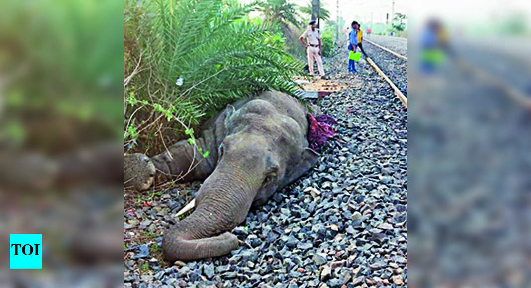 stae_elephants's tweet card. A wild elephant died on the spot after it was hit by a goods train when it was crossing the tracks in an area between Chichaki and Garia-Vihar statio