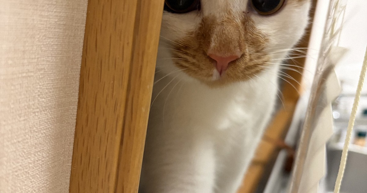 mainichi's tweet card. 　宮内庁は1日、天皇、皇后両陛下の長女愛子さまの24歳の誕生日にあわせ、天皇ご一家が飼われている猫の写真を公開した。今年8月に新たに迎えた「美海（みみ）」と先住猫の「セブン」を写した3枚で、2匹とも保護猫。皇后雅子さまや愛子さまが撮影した。