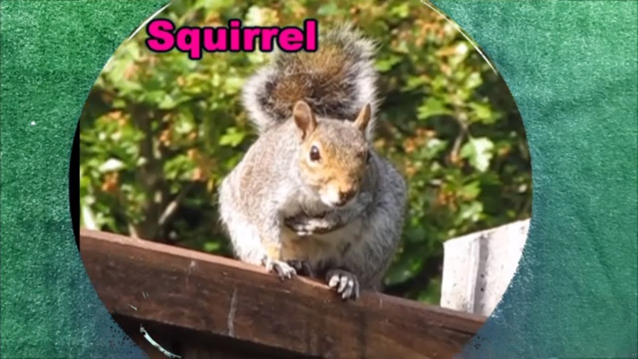 EasyLearning15's tweet card. ANIMAL NAMES AND SOUNDS for Kids Video Compilation | animals for kids