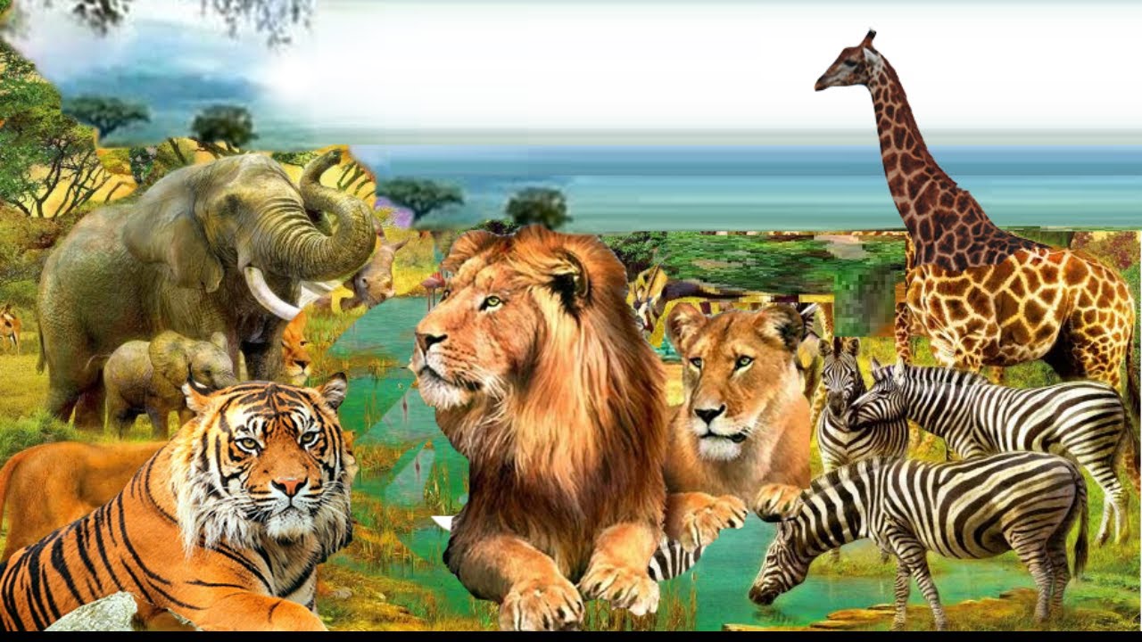 EasyLearning15's tweet card. Learning Animals for kids | Learning Farm and Wild Animals for Kids