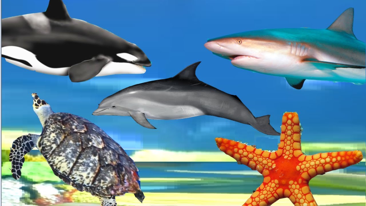EasyLearning15's tweet card. Learn Sea Animals Names for Kids | Animals for kids
