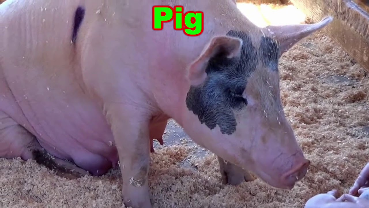 EasyLearning15's tweet card. Animals for Kids to Learn - Educational Video