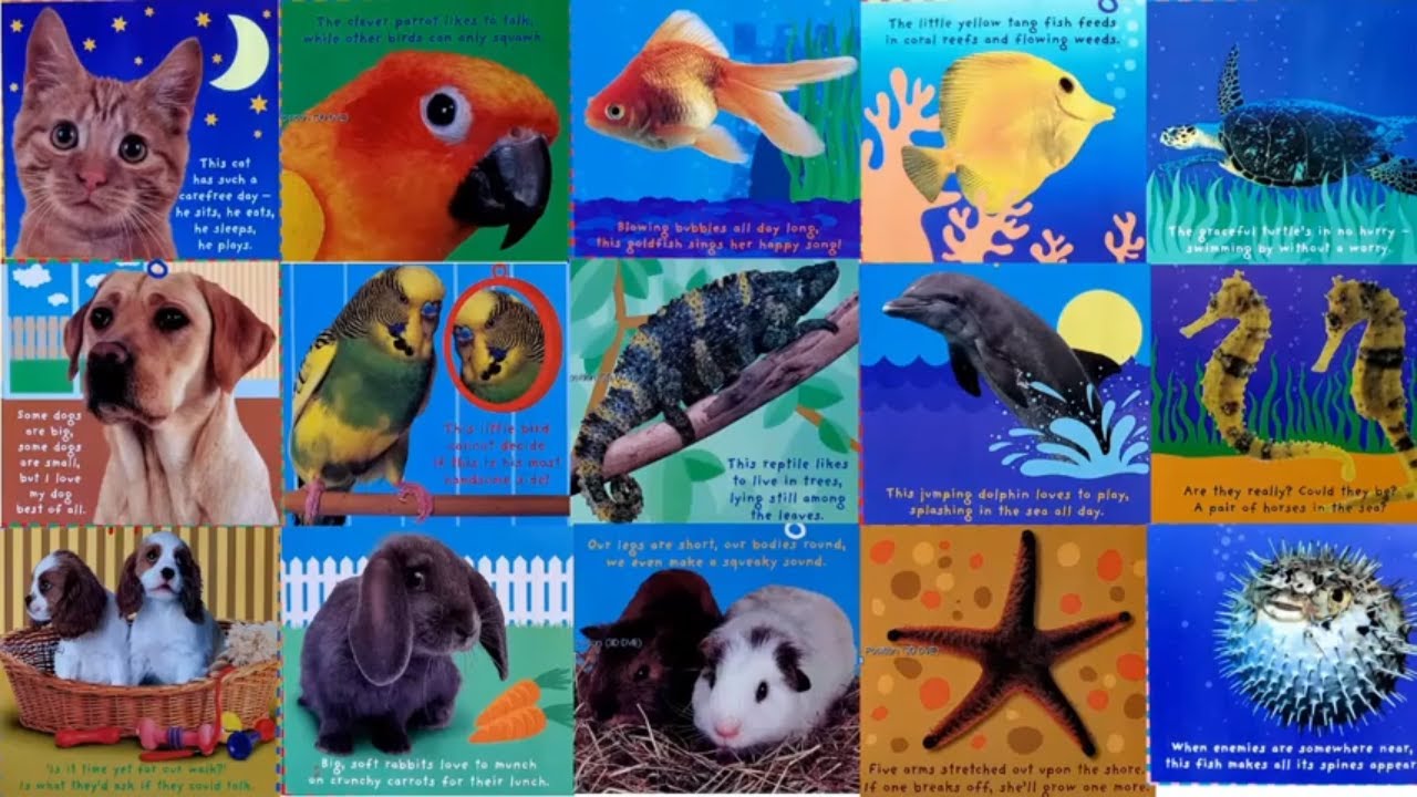 EasyLearning15's tweet card. Who live in the sea and who live in our house | Animal book for kids
