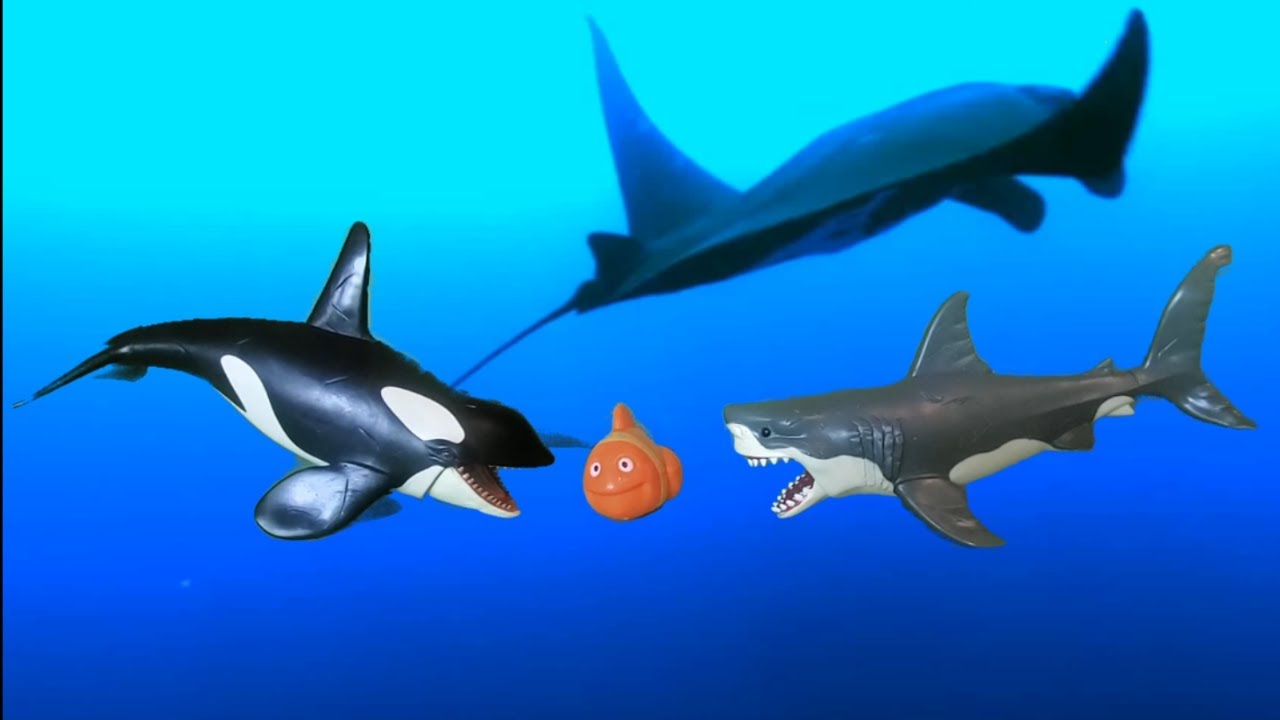 EasyLearning15's tweet card. LEARN SEA ANIMAL SHARK WHALE DOLPHIN VIDEO TOYS FOR KIDS