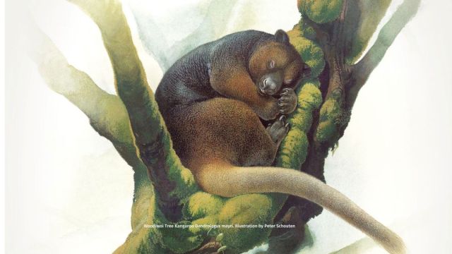 Norska11's tweet card. Encounter the Wondiwoi tree-kangaroo. Rediscovered in 2018, these rare marsupials from West Papua are a symbol of hope amidst threats from palm oil, hunting
