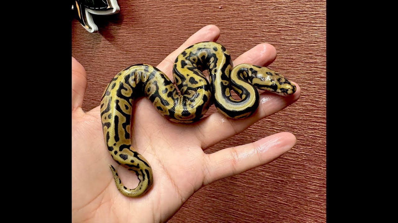 SWAGBaller0425's tweet card. 【エッグカットライブ】GHI confusion SN leopard het クラウンが出ます。