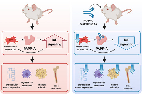 Adam_M_Freund's tweet card. Deletion of pregnancy-associated plasma protein-A (PAPP-A) extends lifespan and healthspan. To understand why, we studied pharmacological inhibition of PAPP-A in adult mice. PAPP-A inhibition...