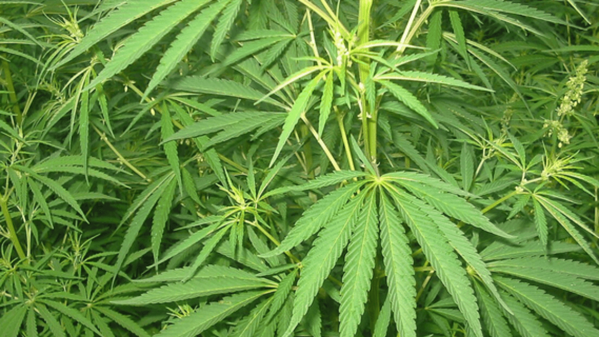 Sechat_Oficial's tweet card. CNDH sugere políticas para ampliar o acesso à Cannabis medicinal | CanvaPro