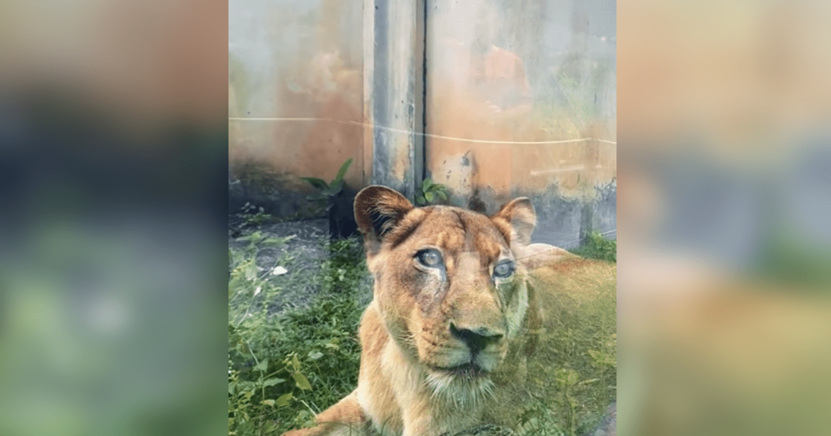 CNNBrasil's tweet card. Felino foi reconduzido ao seu recinto sem uso de armas após ataque que vitimou invasor; animal estava estressado e em choque, detalham profissionais