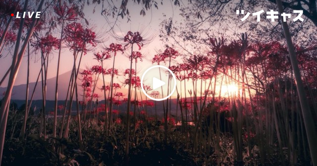 logi_ql1photh's tweet card. 12 (癒し声雑談)#過疎 #初見歓迎