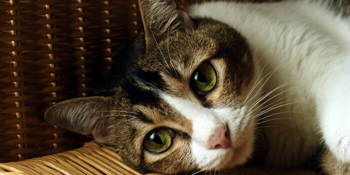 ammahew's tweet card. This is not only a case of extreme cruelty, it's a clear sign of severe psychological distress and potential danger to others. (50014 signatures on petition)