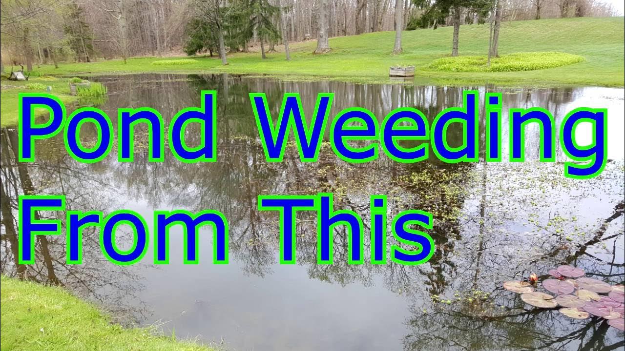 DarrellRhoades's tweet card. Pond Weeding parrots Feather Slender Pond Weed