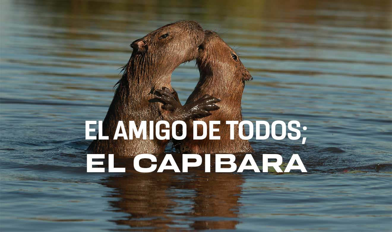 PUMAGUA's tweet card. El capibara, el roedor más grande del mundo, conquista corazones con su carácter sociable. Descubre sus hábitos, curiosidades y su importancia ecológica.
