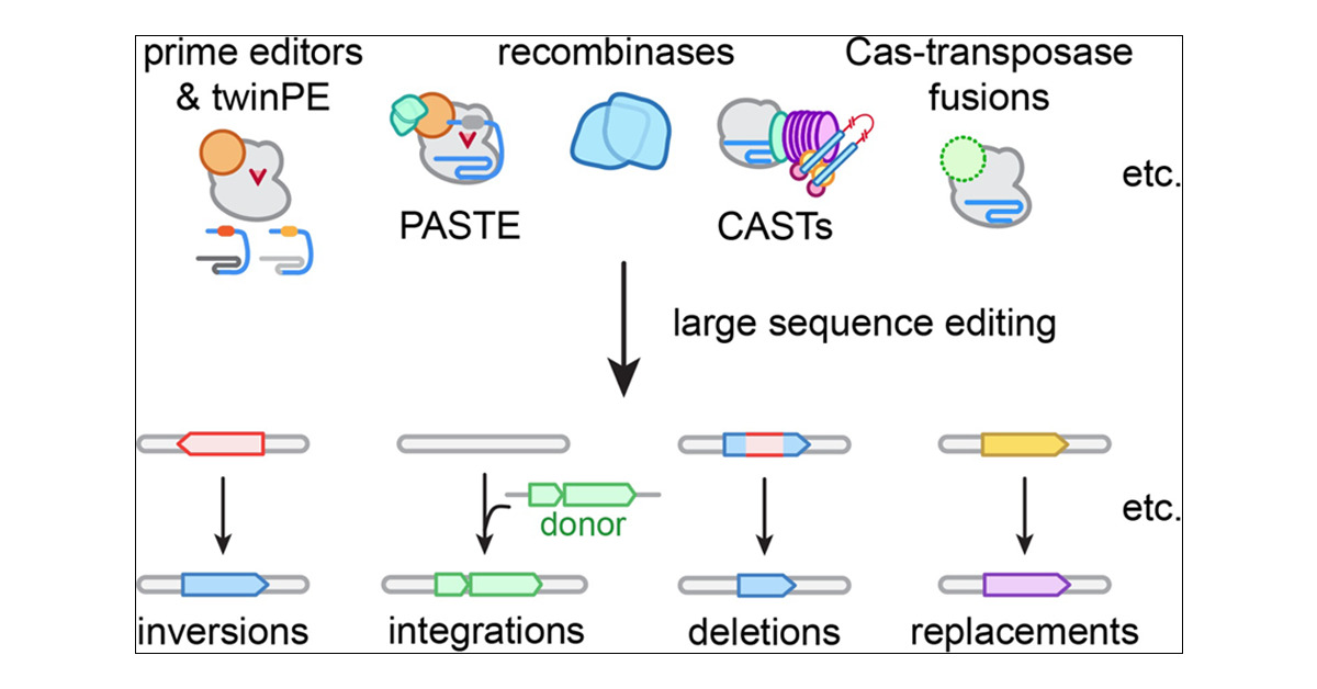 connorjtou's tweet card. Genome editing approaches have transformed the ability to make user-defined changes to genomes in both ex vivo and in vivo contexts. Despite the abundant development of technologies that permit the...