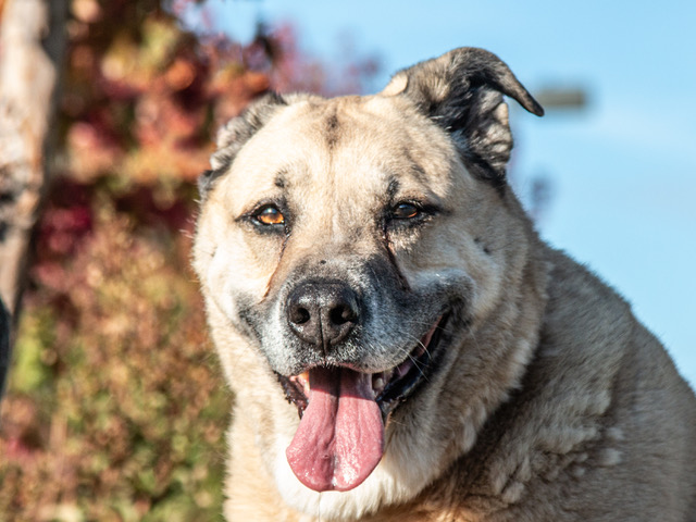 ThePineTree's tweet card. San Andreas, CA…Meet Chonkers (A059873), a neutered male Anatolian Shepherd mix, estimated at about 8 years old and tipping the scales at 113 pounds. Chonkers arrived at Calaveras County Anim…