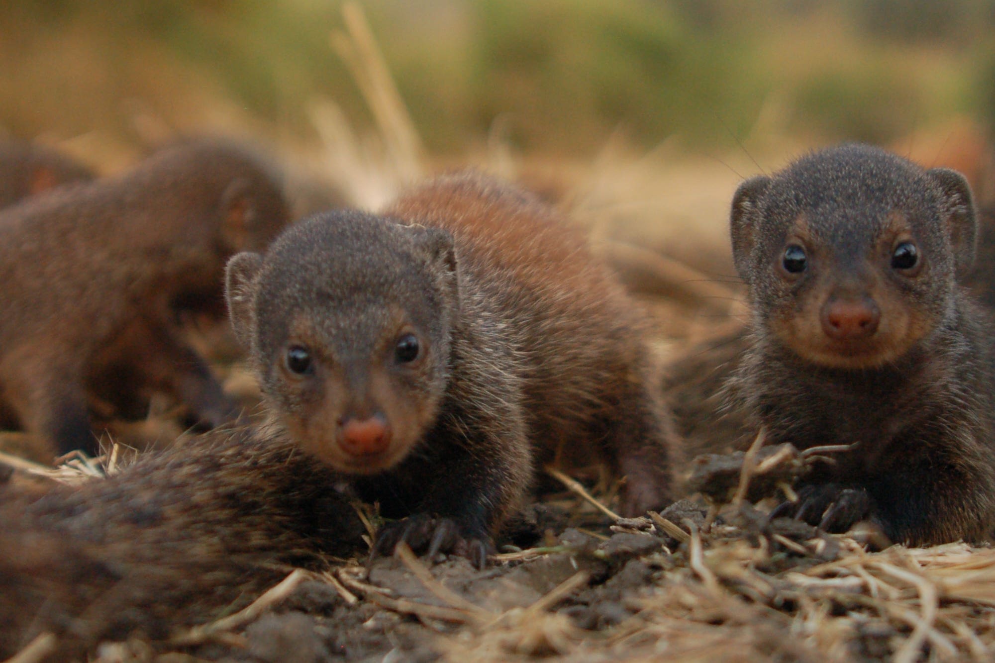 ParsingScience's tweet card. Mothers in banded mongoose groups all give birth on the same night, creating a ‘veil of ignorance’ over parentage in their communal group of…
