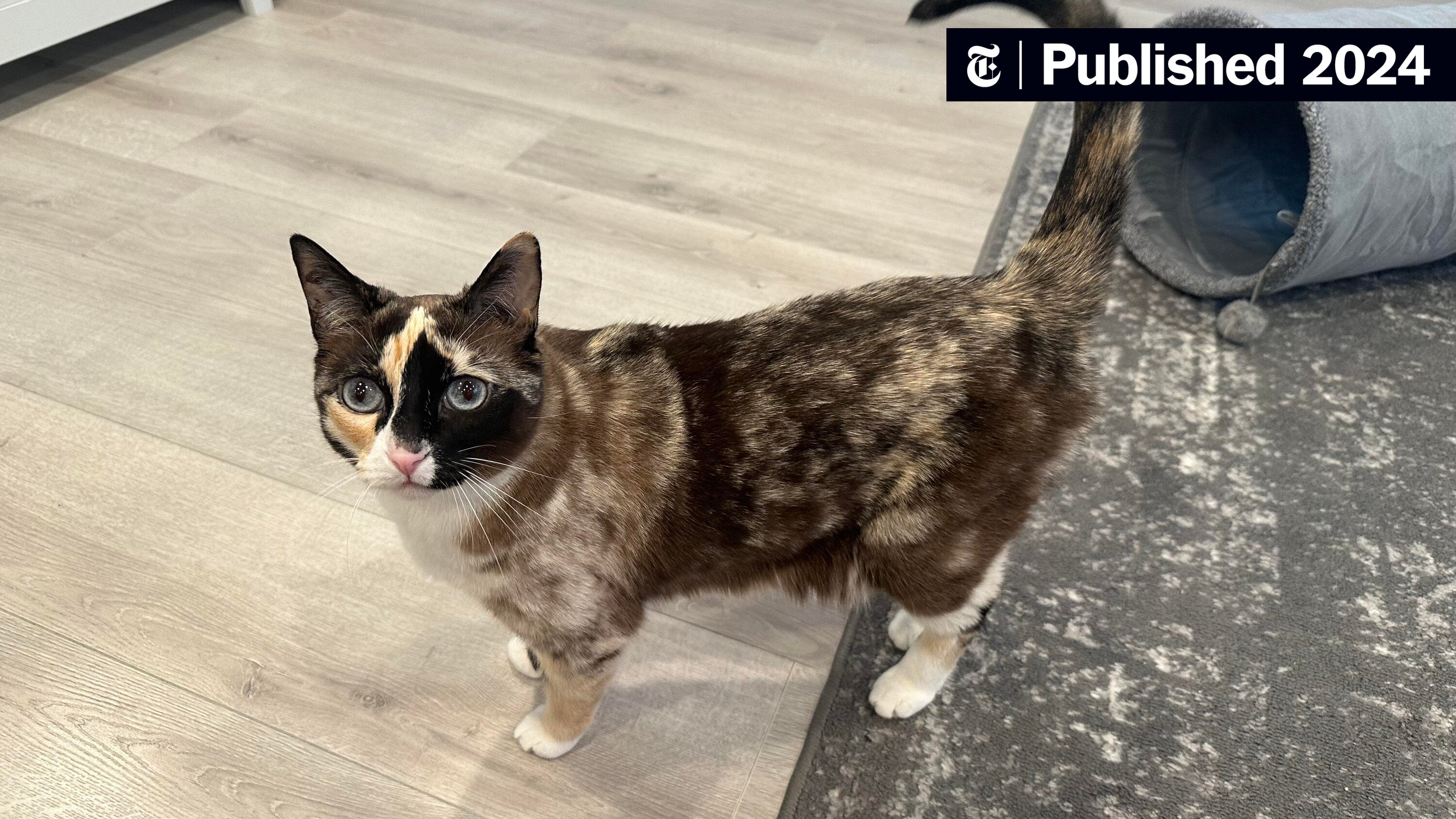 mlittmancs's tweet card. Galena, a 6-year-old shorthair, was found in an Amazon warehouse a week after she climbed into a 3-by-3-foot cardboard box at her owner’s home.