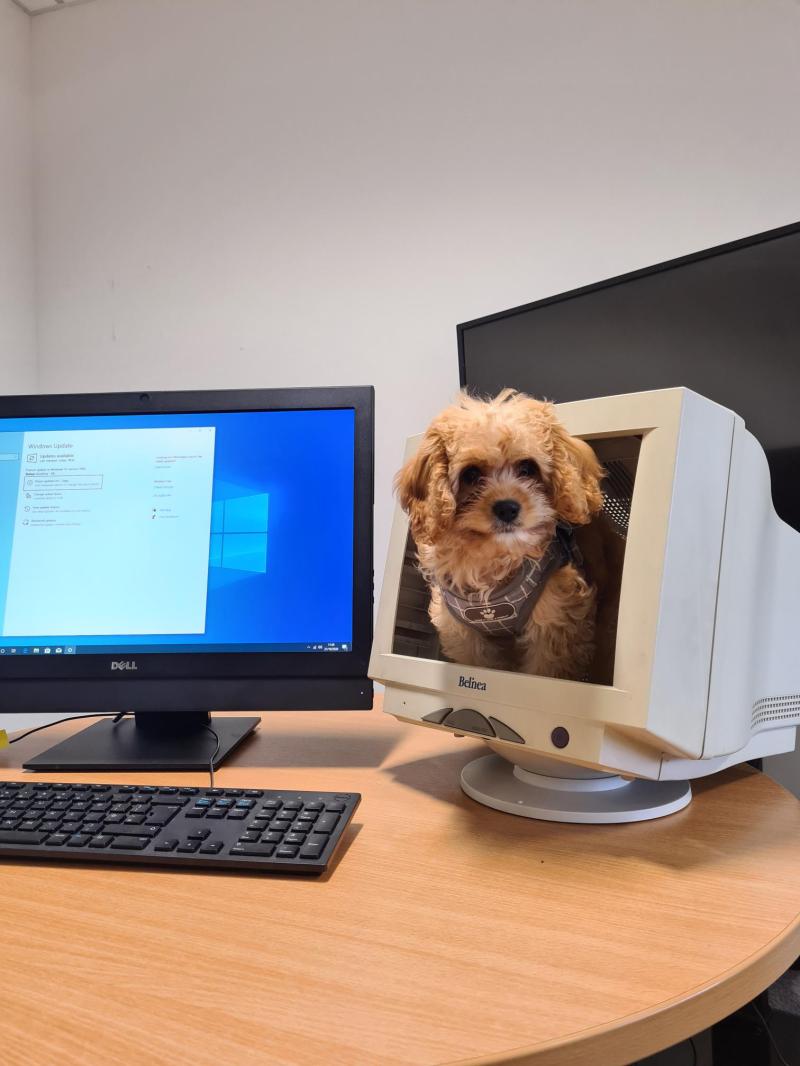 CCS_ITSolution's tweet card. Meet Toby our new office employee. Laura Forrester has brought him in and I think he's settling in very well!!