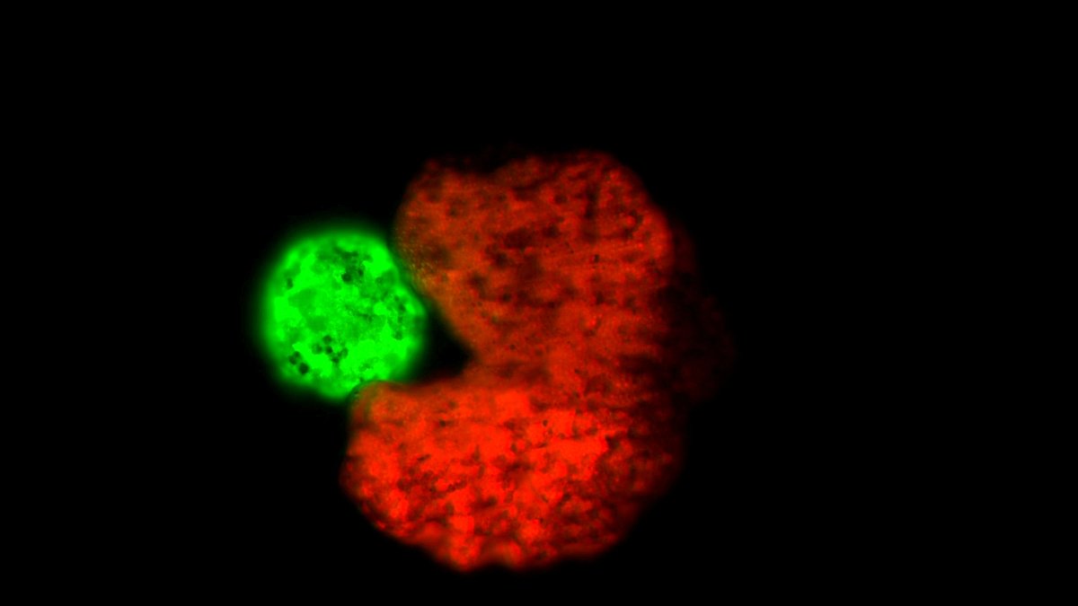 thetimes's tweet card. In a breakthrough that could have been plucked from the pages of a science fiction potboiler, researchers have created swarms of “living robots” capable of repr